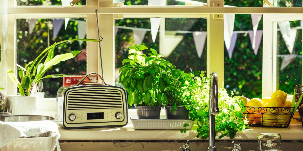 Potted herbs lined up on a sunny kitchen windowsill