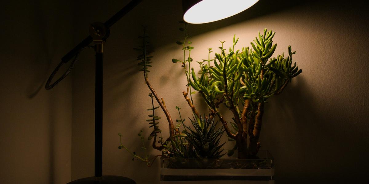 A desk lamp shining down on a potted plant in a dim room