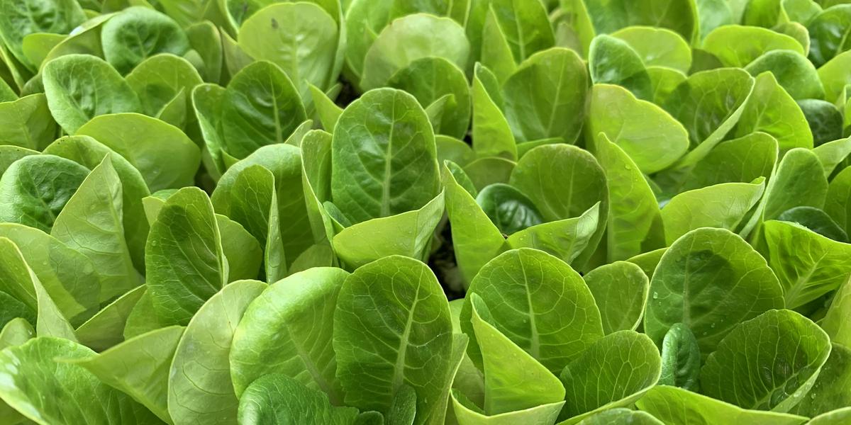 A dense bed of fresh green lettuce leaves