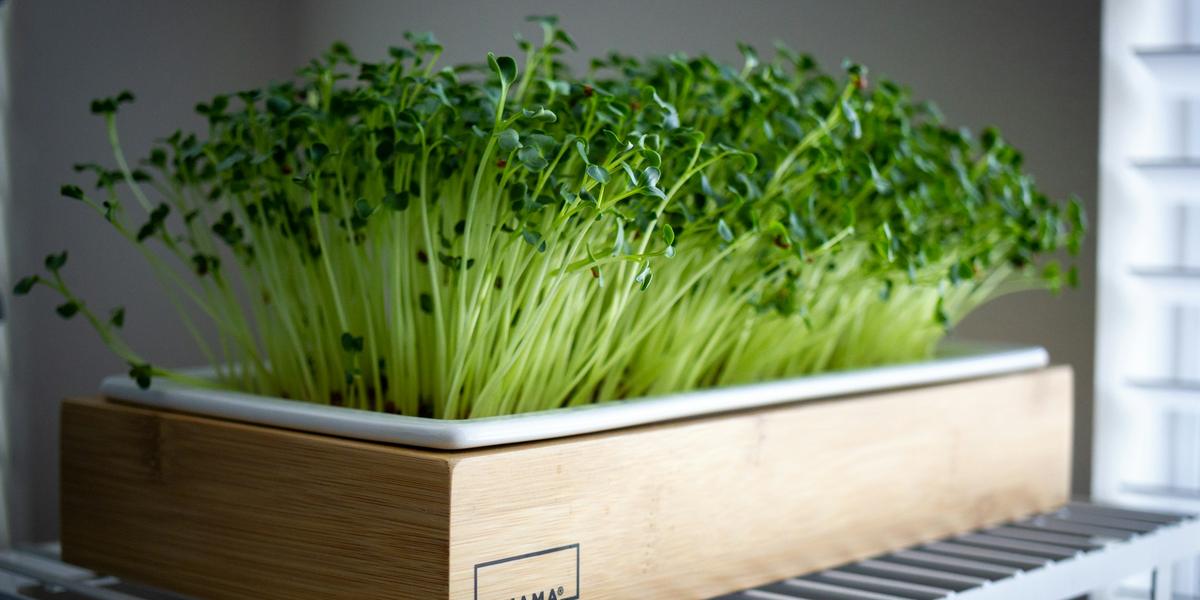 A wooden tray full of tall, bright green microgreens