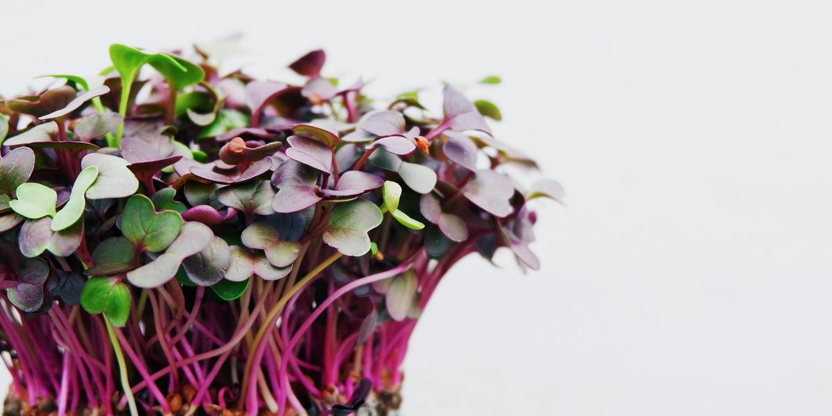 A clump of red-stemmed radish microgreens with green leaves